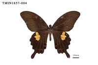 藏品(白紋鳳蝶)的圖片